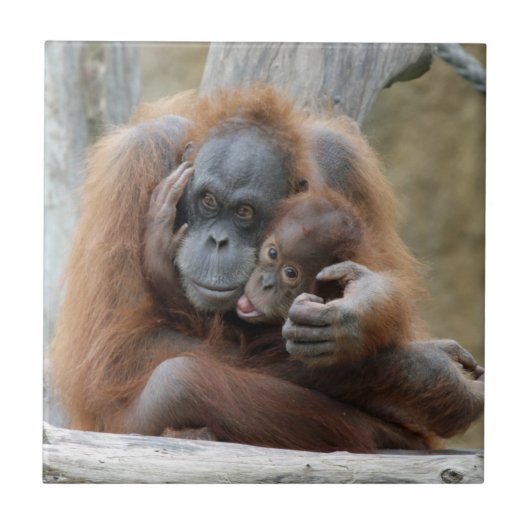 Carreau Orang Utan 001 (Devant)