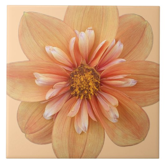 Carreau Orange Collarette Dahlia Floral (Devant)