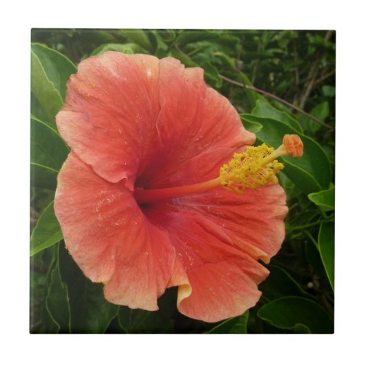 Carreau Orange Hibiscus Fleur Tropical Floral (Devant)