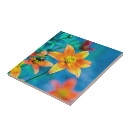 Carreau Orange Star Flower (Côté)