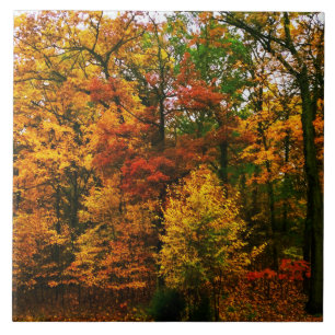 Carreau Oranges d'automne