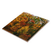 Carreau Oranges d'automne (Côté)