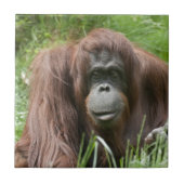 Carreau Orangoutan (Devant)