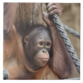 Carreau OrangUtan 002 (Devant)