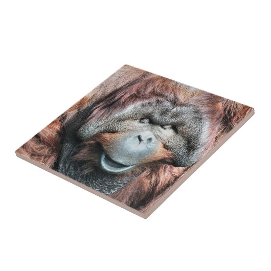 CARREAU ORANGUTANS (Côté)