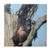 CARREAU ORANGUTANS (Devant)