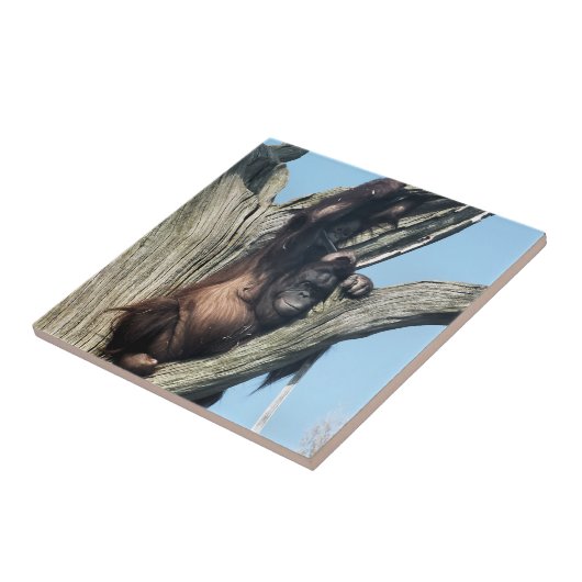 CARREAU ORANGUTANS (Côté)