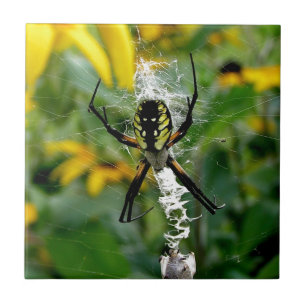 Carreau Orb Spider dans le Web