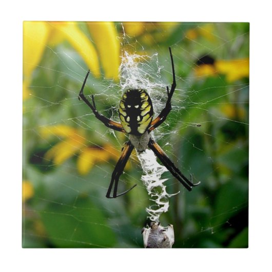 Carreau Orb Spider dans le Web (Devant)