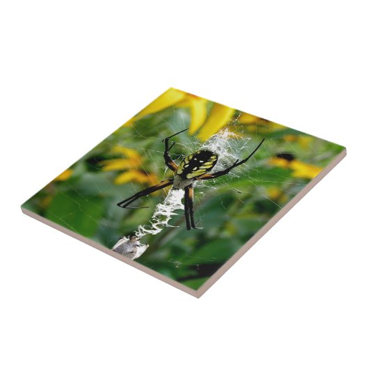 Carreau Orb Spider dans le Web (Côté)