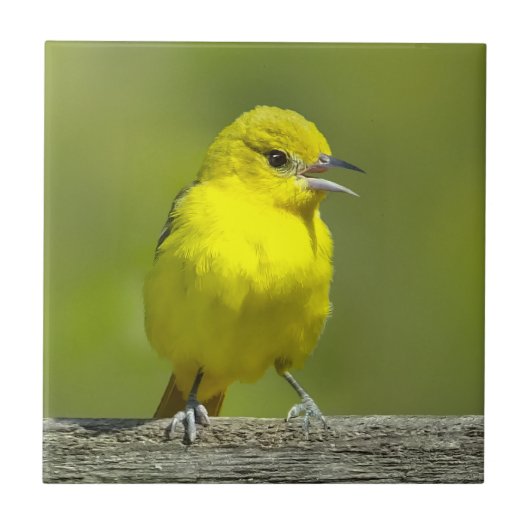 Carreau Orchard Oriole - Photo originale (Devant)
