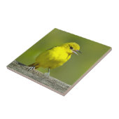 Carreau Orchard Oriole - Photo originale (Côté)