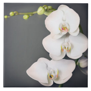 Carreau Orchidaceae (orchidées blanches