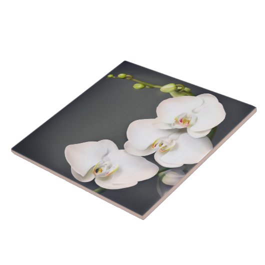 Carreau Orchidaceae (orchidées blanches (Côté)