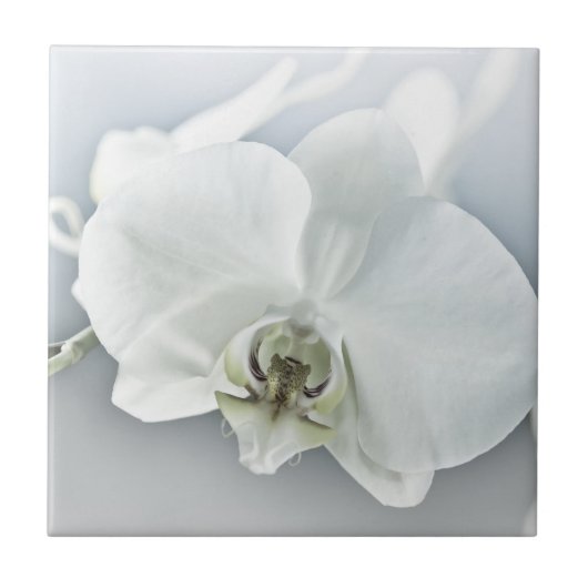 Carreau Orchidée blanche Phalaenopsis (Devant)