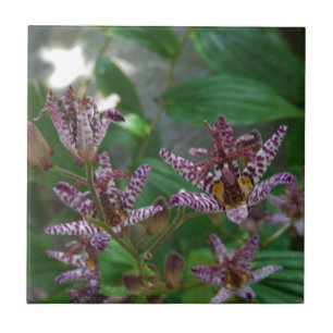 Carreau Orchidée blanche rayée violette rose comme lys de 