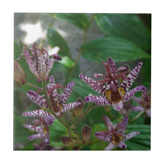 Carreau Orchidée blanche rayée violette rose comme lys de  (Devant)