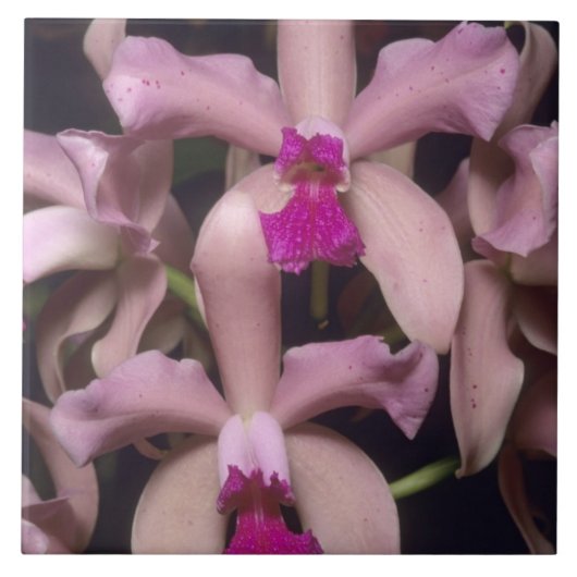Carreau Orchidée, (Cattleya amethystoglossa), Est (Devant)
