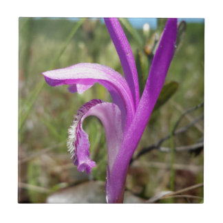 Carreau Orchidée de la bouche du dragon (bulbosa