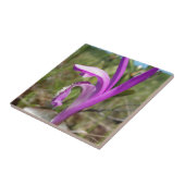 Carreau Orchidée de la bouche du dragon (bulbosa (Côté)