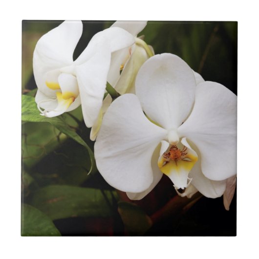 Carreau Orchidée de Lune blanche (Phalaenopsis Aphrodite) (Devant)