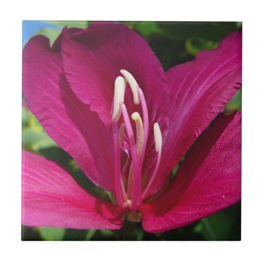 Carreau Orchidée Fleurie tropicale Florale (Devant)