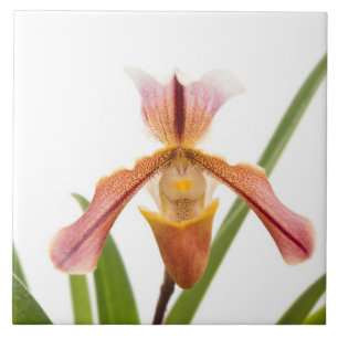 Carreau Orchidée - L'escarpin va-t-il convenir