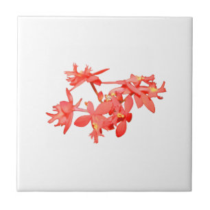 Carreau Orchidée moulue teintée par saumon de fleurs