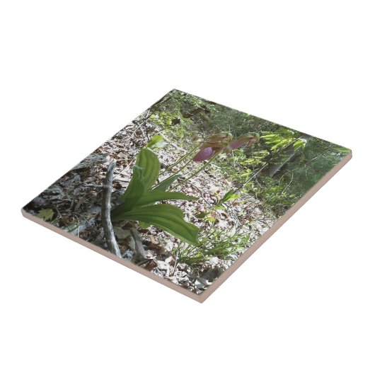 Carreau Orchidée rose (Côté)