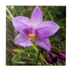 Carreau Orchidée sauvage violette Fleur tropicale