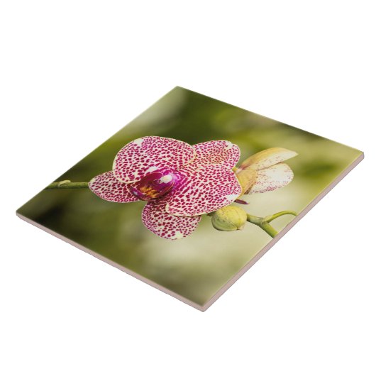 Carreau Orchidée tachetée rose (Côté)