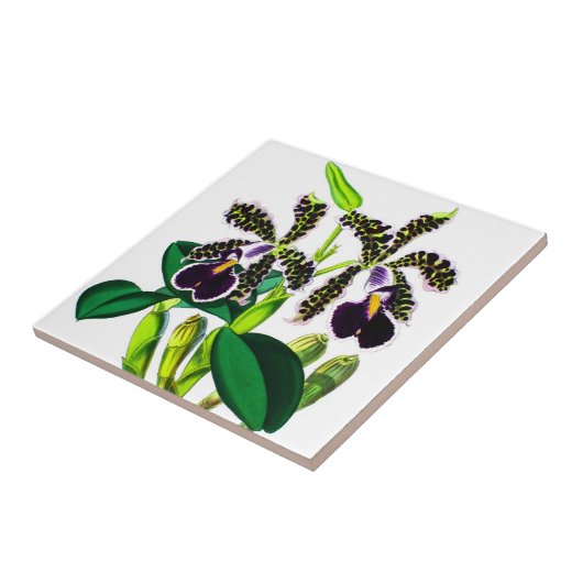 Carreau Orchidées (Côté)