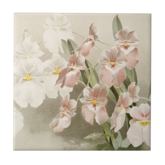 Carreau Orchidées blanches Fleur Vintage vieille illustrat (Devant)