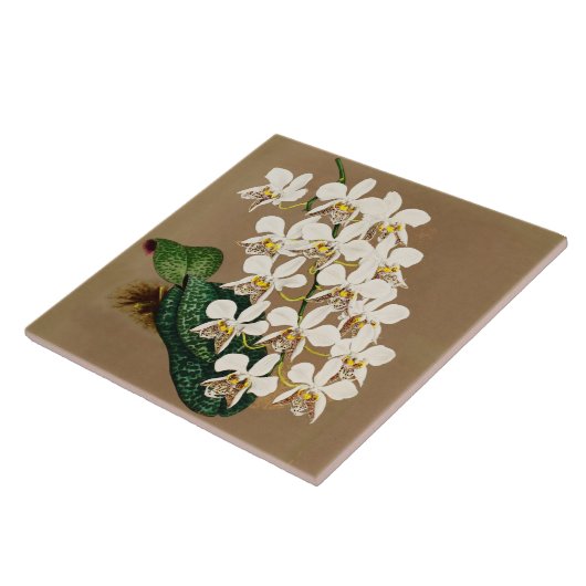 Carreau Orchidées Blanches Impression Botanique, Arrière - (Côté)