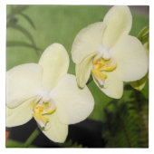 Carreau Orchidées blanches sur fond vert (Devant)