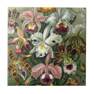 Carreau Orchidées Ernst Haeckel, Fleurs Vintages de la for