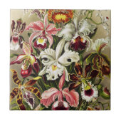 Carreau Orchidées, Orchidées Denusblumen Ernst Haeckel  (Devant)
