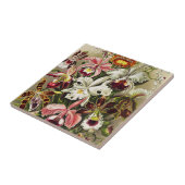 Carreau Orchidées, Orchidées Denusblumen Ernst Haeckel (Côté)