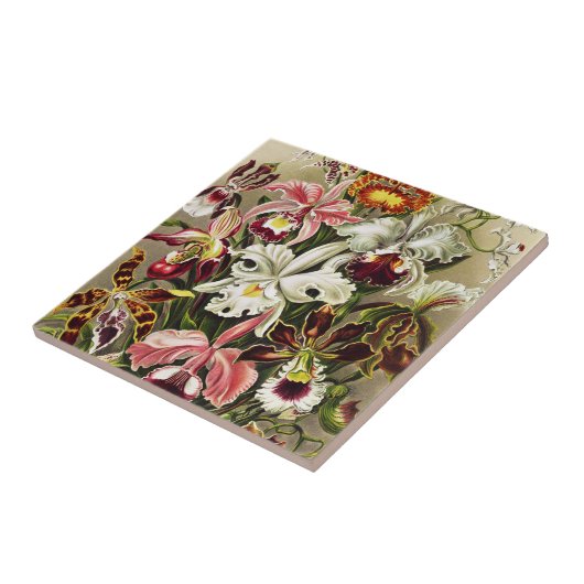 Carreau Orchidées, Orchidées Denusblumen Ernst Haeckel  (Côté)