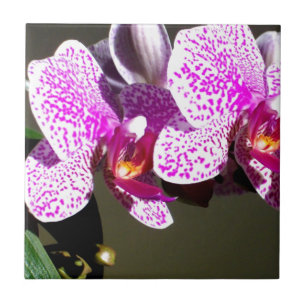 Carreau Orchidées roses 1