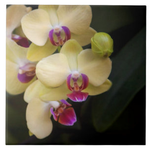 Carreau Orchidées roses et jaunes
