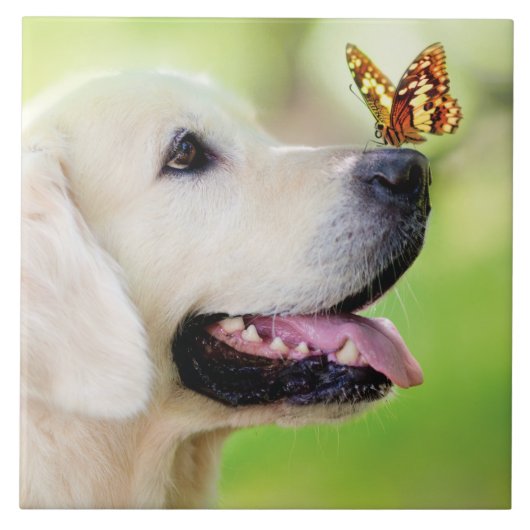 Carreau Oreiller À Lancer Du Labrador Et Du Papillon (Devant)