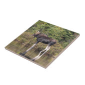 Carreau Orignaux de Taureau (Côté)