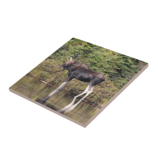 Carreau Orignaux de Taureau (Côté)