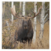 Carreau Orignaux impressionnants de Taureau (Devant)