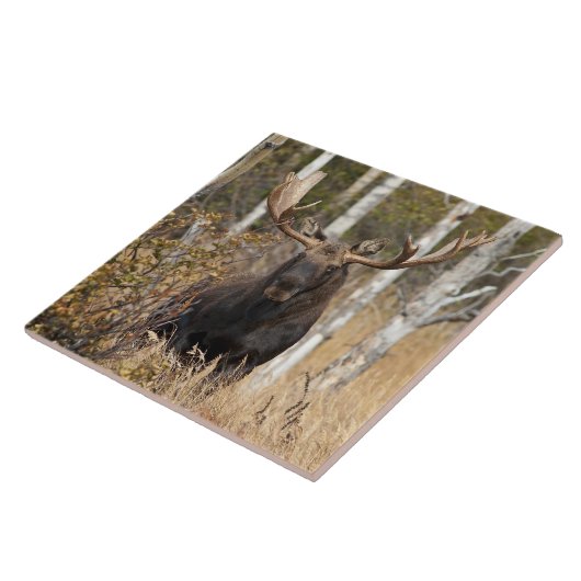 Carreau Orignaux impressionnants de Taureau (Côté)