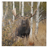 Carreau Orignaux impressionnants de Taureau (Devant)
