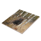 Carreau Orignaux impressionnants de Taureau (Côté)