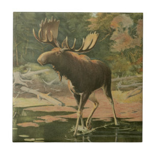 Carreau Orignaux marchant dans l'eau