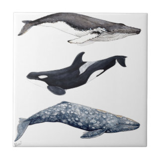 Carreau Orque, baleine bossue et baleine gris